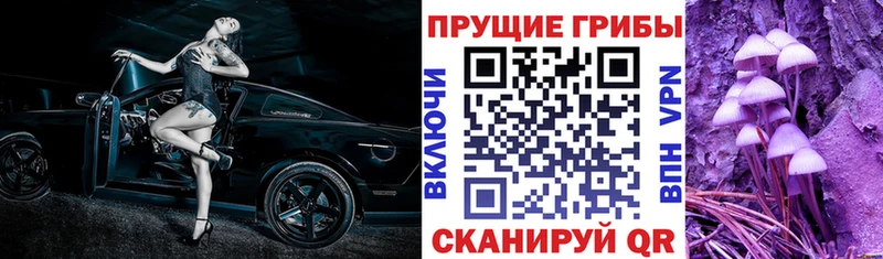 omg   сколько стоит  Ржев  Псилоцибиновые грибы Psilocybe 